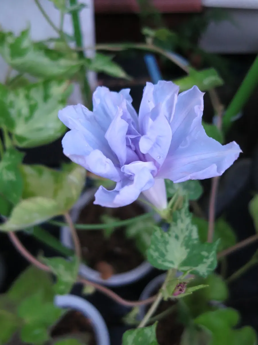 変化朝顔★白地紅雀斑咲分切髭咲き 変化朝顔☆白地紅雀斑咲分切髭咲き 変化朝顔☆白地紅雀斑咲分切髭咲き