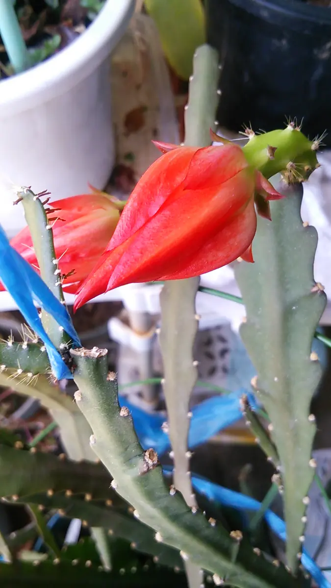 そろそろ終了　赤いクジャクサボテン苗　大株！入手困難 2025年最新】クジャクサボテンの人気アイテム - メルカリ