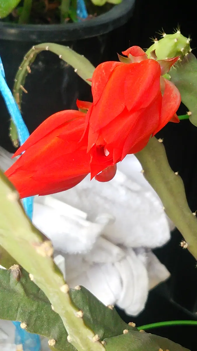 そろそろ終了　赤いクジャクサボテン苗　大株！入手困難 2025年最新】クジャクサボテンの人気アイテム - メルカリ