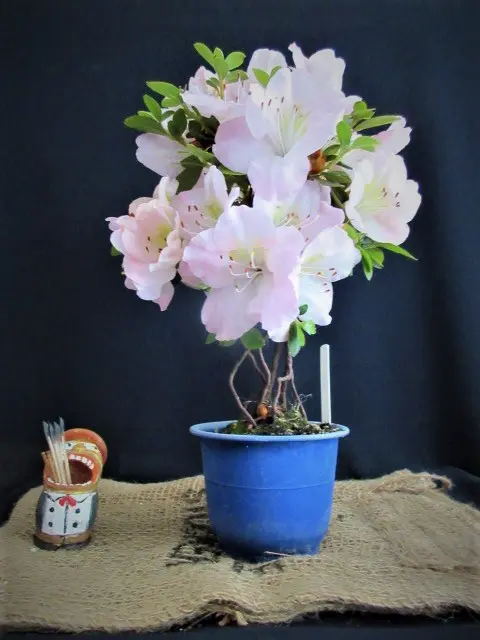 サツキ盆栽づくり｜そだレポ（栽培レポート）bymeika｜みんなの趣味の園芸