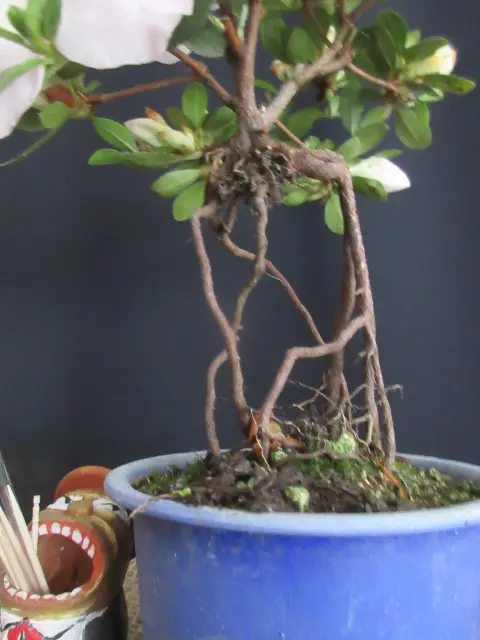 サツキの盆栽から作成した飾り物です。 サツキの盆栽から作成した飾り物です。 - 立体・オブジェ新 モデル