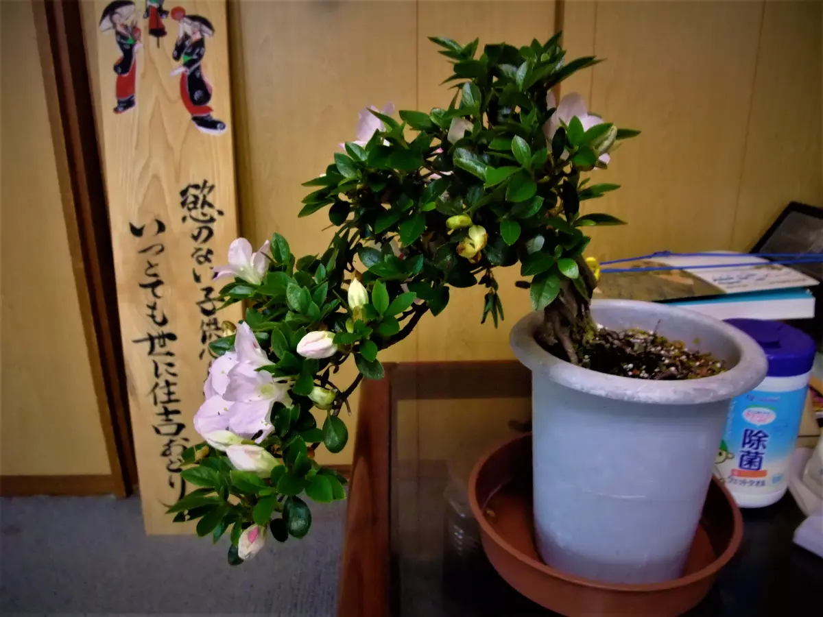 サツキ盆栽づくり｜そだレポ（栽培レポート）bymeika｜みんなの趣味の園芸