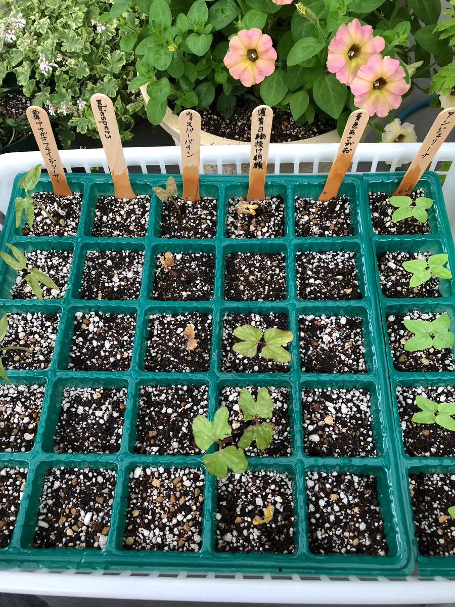 ベスト 朝顔 氷 猫ちゃん 5個セット キッチンペーパーを使った朝顔の