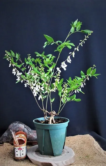 庭藤』は、【girly】です。｜そだレポ（栽培レポート）bymeika