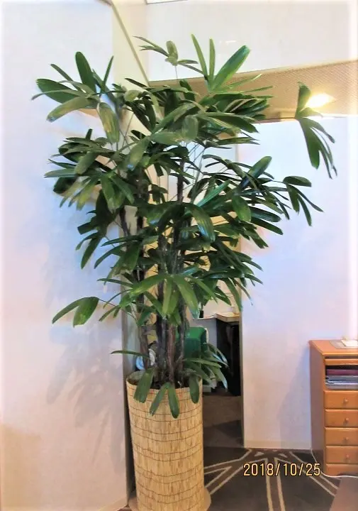 観音竹　大株 観音竹大株