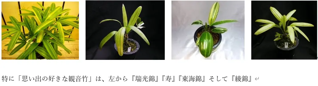 観音竹 井上 Amazon｜カンノンチク 8号 観音竹｜観葉植物 オンライン通販