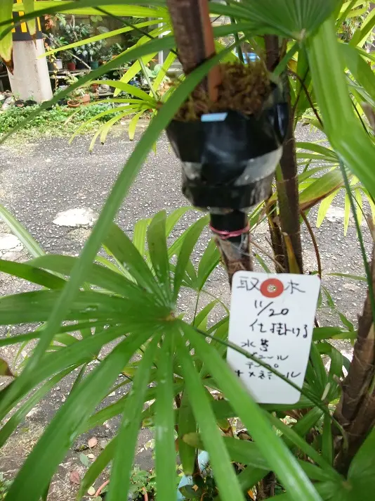 和シュロの木（30年以上継続品白黄斑入り超珍しい）（観音竹の斑入りではない） 和シュロの木（30年以上継続品白黄斑入り超珍しい）（観音竹