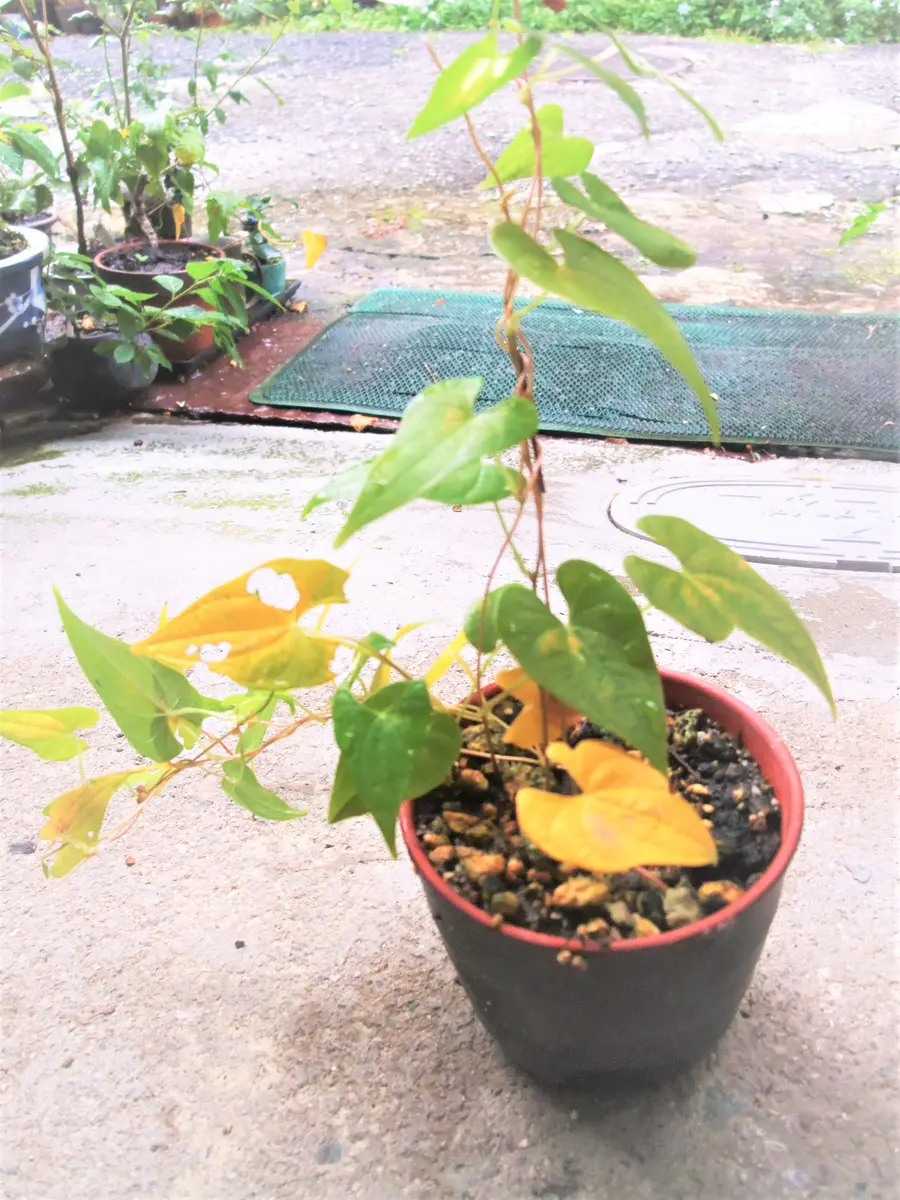 販売停止 斑入り やまいも 苗 ① 販売停止 斑入り やまいも 苗 ① 販売停止 斑入り やまいも 苗 ①