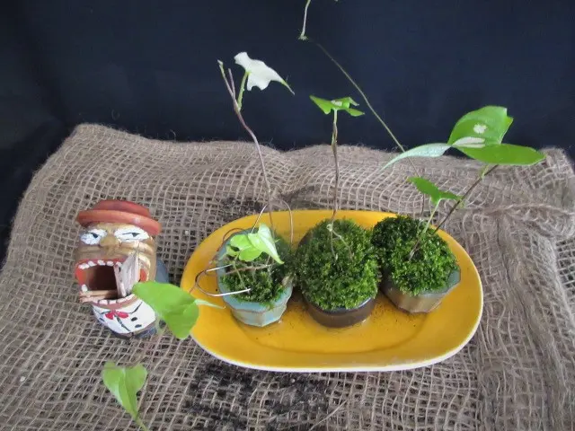 販売停止 斑入り やまいも 苗 ① 【公式通販】