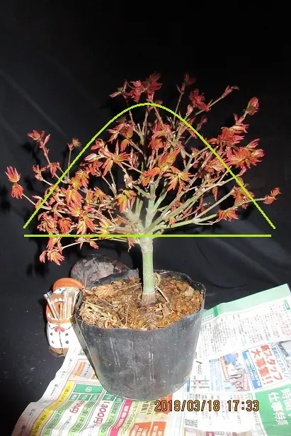 山紅葉 盆栽 もみじ 粘り良い 盆栽、もみじ