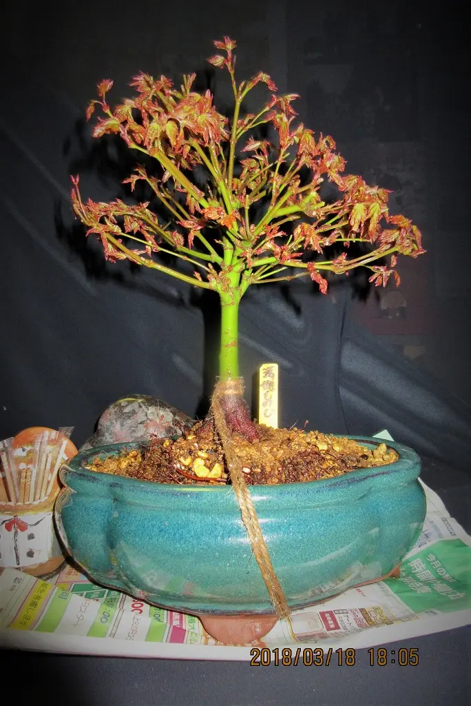 モミジ』の小盆栽づくり｜そだレポ（栽培レポート）bymeika｜みんなの