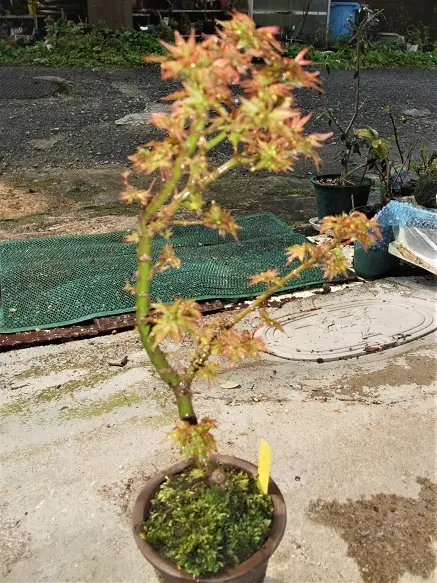 モミジ』の小盆栽づくり｜そだレポ（栽培レポート）bymeika｜みんなの