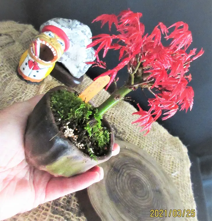 三河盆栽 山紅葉 盆栽 山房鉢入り 三河盆栽 山紅葉 盆栽 山房