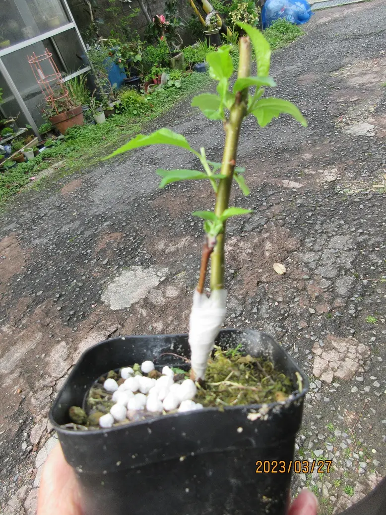 三河盆栽　海堂　カイドウ　盆栽　実物　リンゴ 🍀深山カイドウ💖姫リンゴ🍀 💕Cute wedding💕🤣🥰🤣 #bonsai