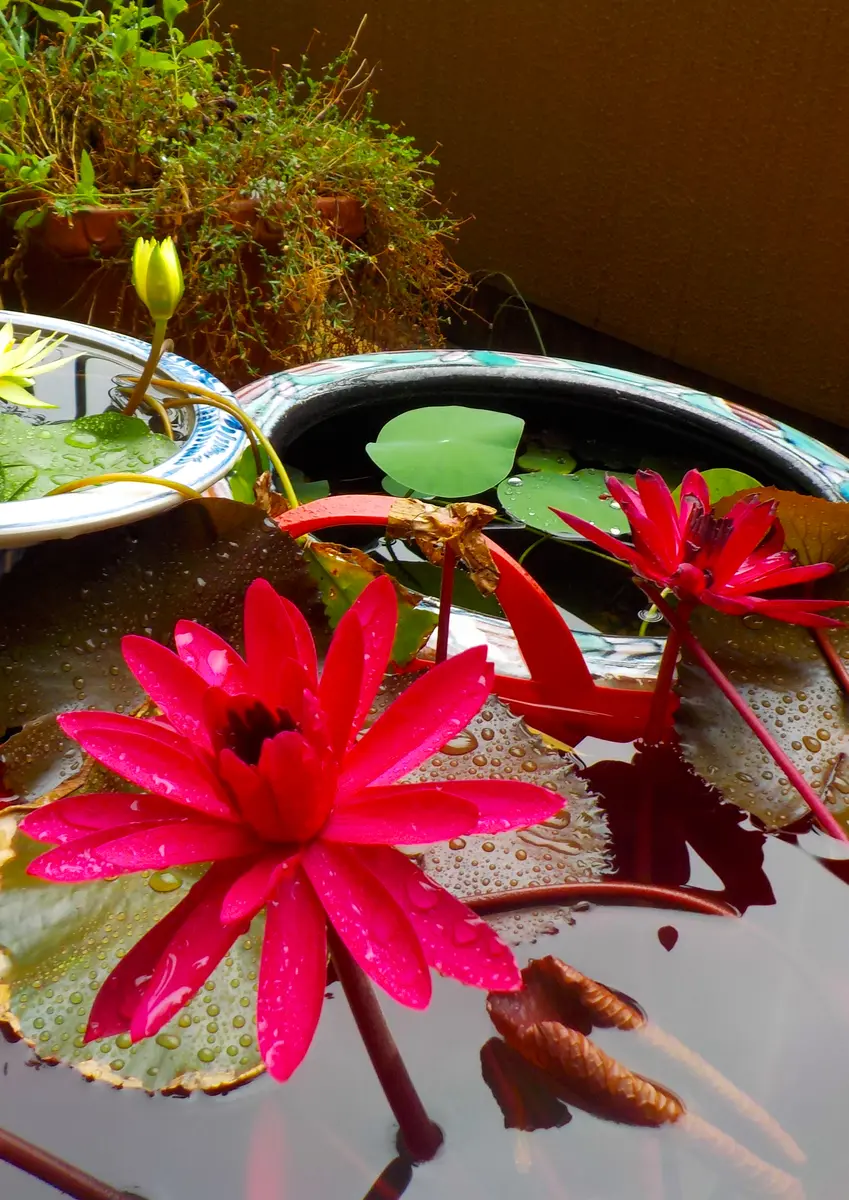夜咲き睡蓮をオーバルタブで｜そだレポ（栽培レポート）byしげ