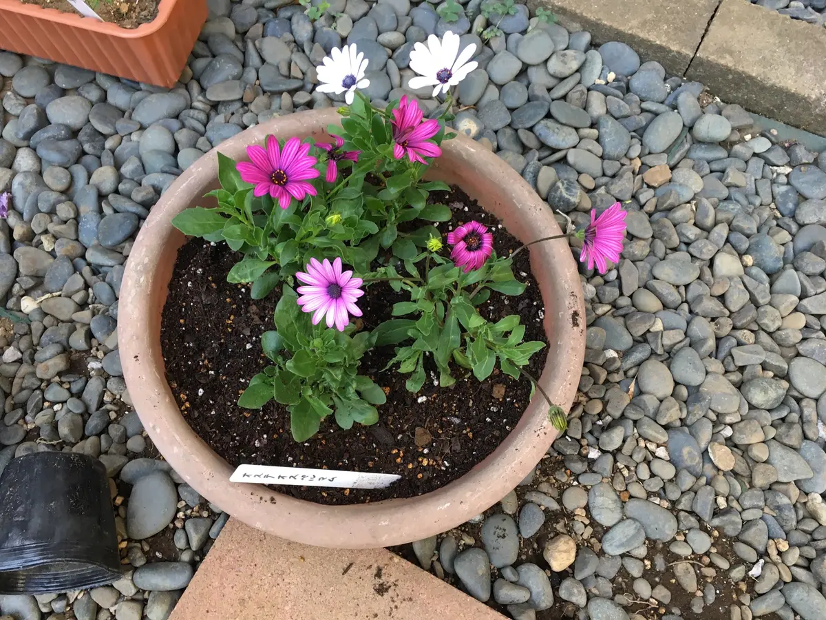 オステオスペルマム挿し木苗3種セット オステオスペルマム スパイダー スプーン咲き 挿し木苗 花芽付き