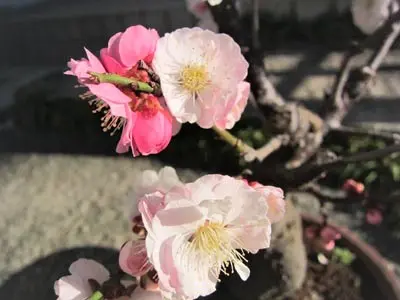 は*ほ様 梅盆栽　思いのまま　古木 楽天市場】咲き分け梅盆栽2025年3月頃に開花する思いのまま梅 梅