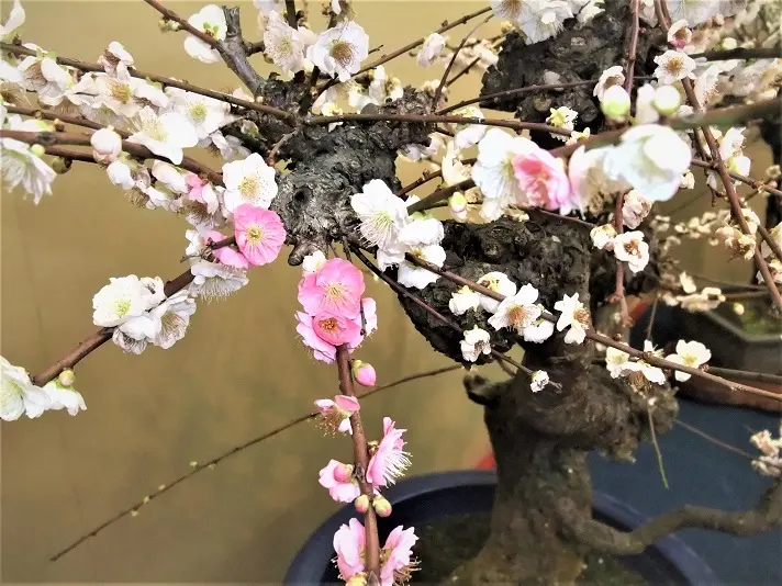 ウメ『思いのまま』で30年以上楽しんだ！｜そだレポ（栽培レポート