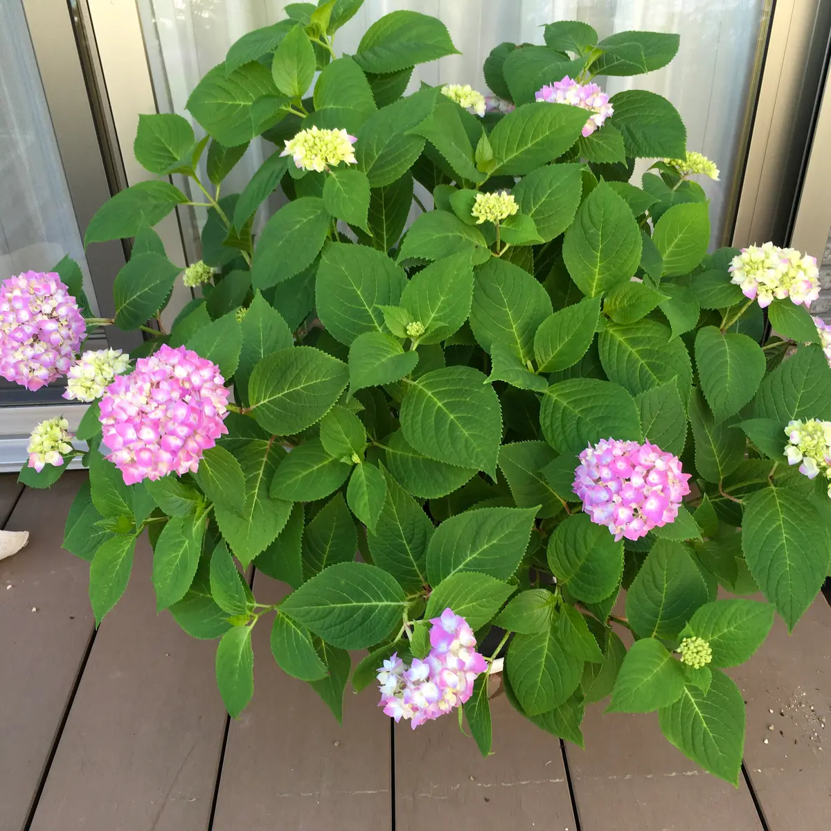 紫陽花を秋に咲かせる｜そだレポ（栽培レポート）byピンク