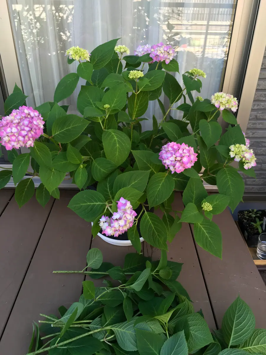 紫陽花を秋に咲かせる｜そだレポ（栽培レポート）byピンクペッパー｜みんなの趣味の園芸