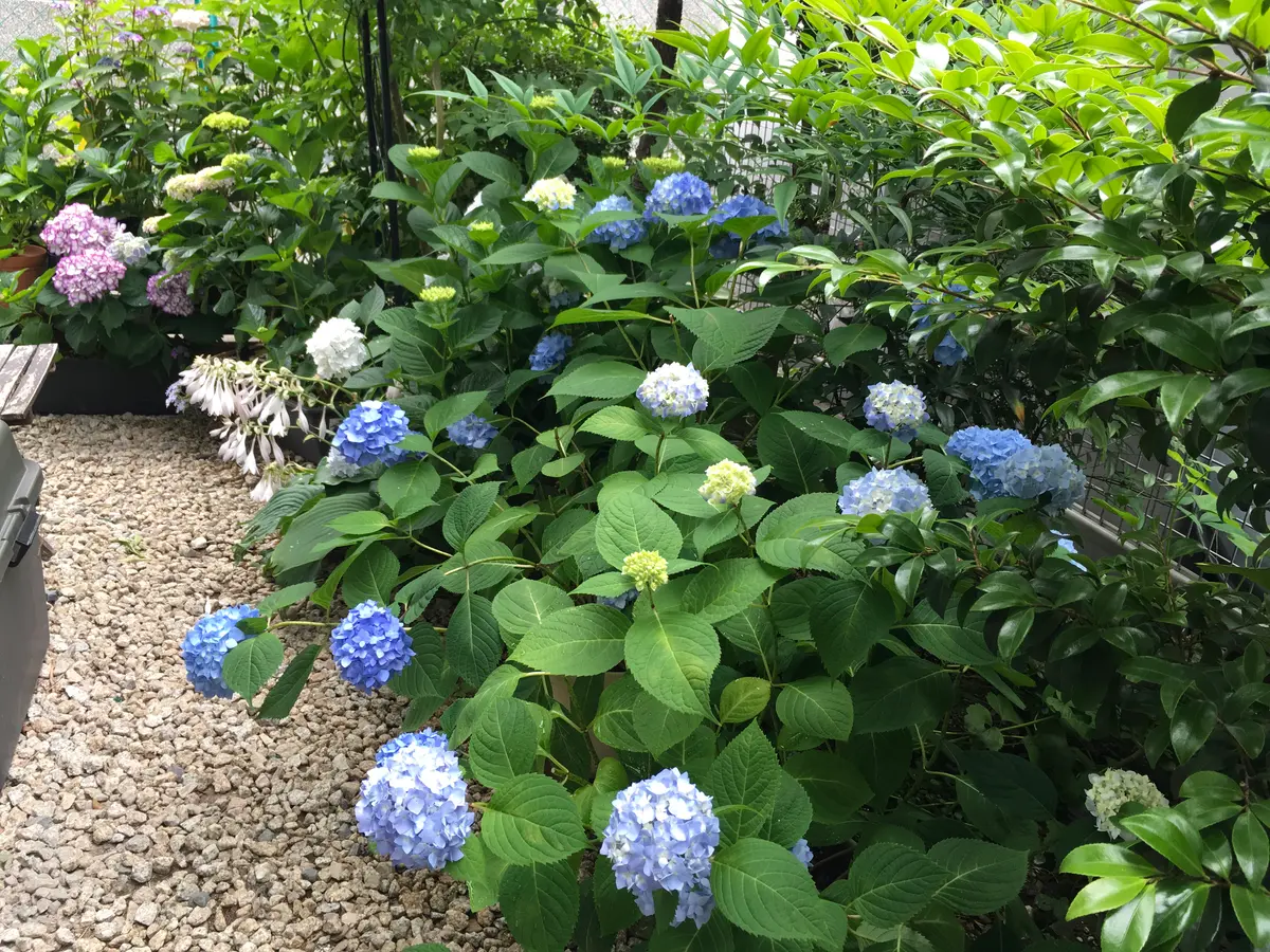 紫陽花を秋に咲かせる｜そだレポ（栽培レポート）byピンクペッパー