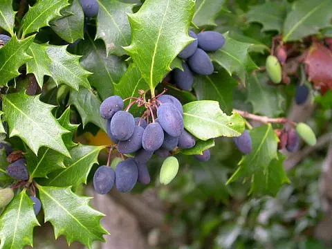 F 柊 ヒイラギ 抜き苗 ¥600