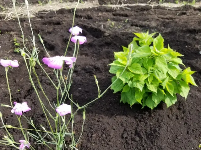 芙蓉 ふよう 植木 ガーデニング - ガーデニング