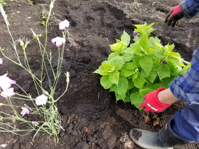 芙蓉 ふよう 植木 ガーデニング - ガーデニング