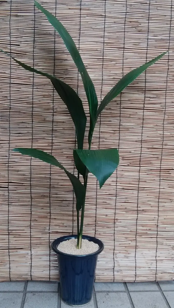 増え過ぎたハランを整理（株分け）・育てる｜そだレポ（栽培レポート