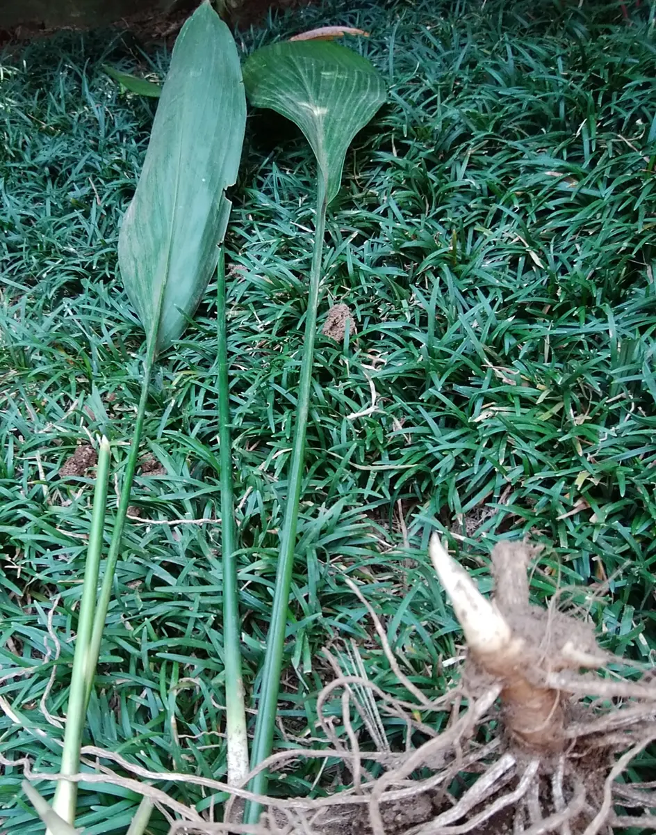 ※商談中【引取希望】群生大株 ハラン株 ひとかたまり20本程度 葉蘭株 商談中【引取希望】群生大株 ハラン株 ひとかたまり20本程度 葉蘭株 商談