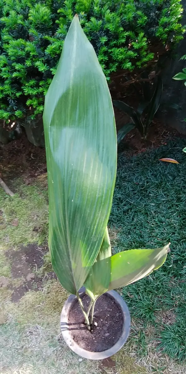 増え過ぎたハランを整理（株分け）・育てる｜そだレポ（栽培