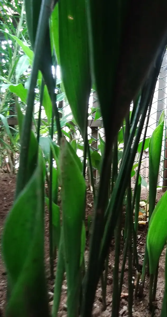 増え過ぎたハランを整理（株分け）・育てる｜そだレポ（栽培レポート