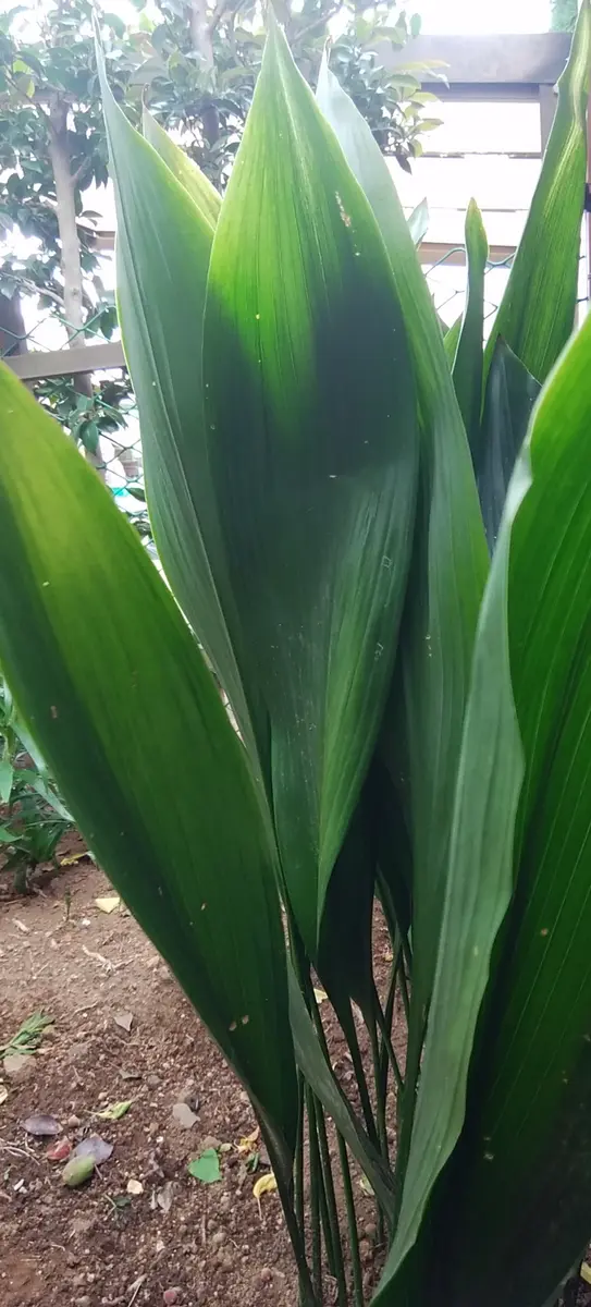 ※商談中【引取希望】群生大株 ハラン株 ひとかたまり20本程度 葉蘭株 商談中【引取希望】群生大株 ハラン株 ひとかたまり20本程度 葉蘭株 【話題