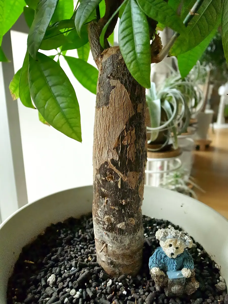 パキラ|そだレポ(栽培レポート)byキゼ|みんなの趣味の園芸 パキラ|そだレポ(栽培レポート)byキゼ|みんなの趣味の園芸