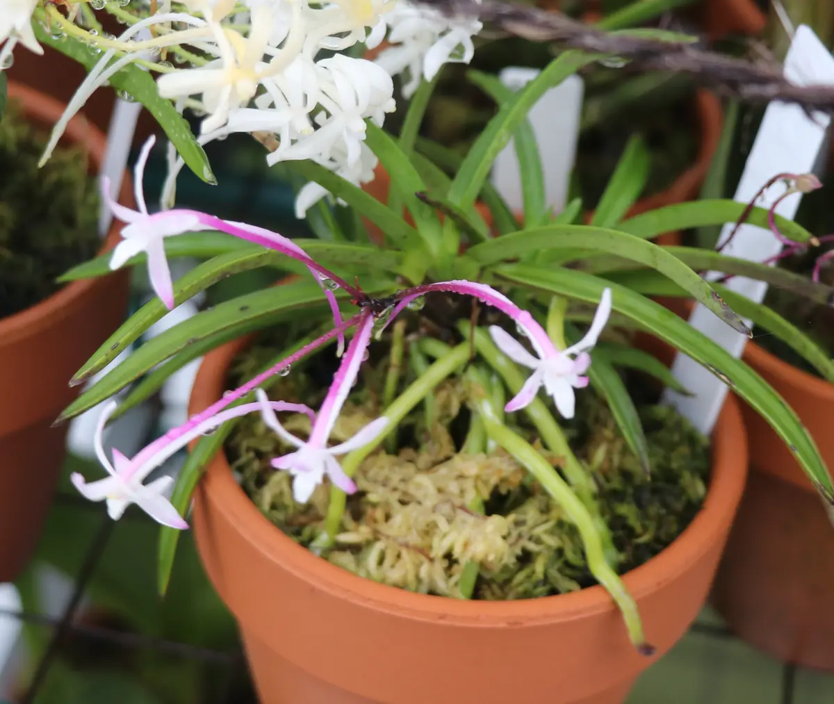 風蘭を育ててみる｜そだレポ（栽培レポート）byくく｜みんなの趣味の園芸