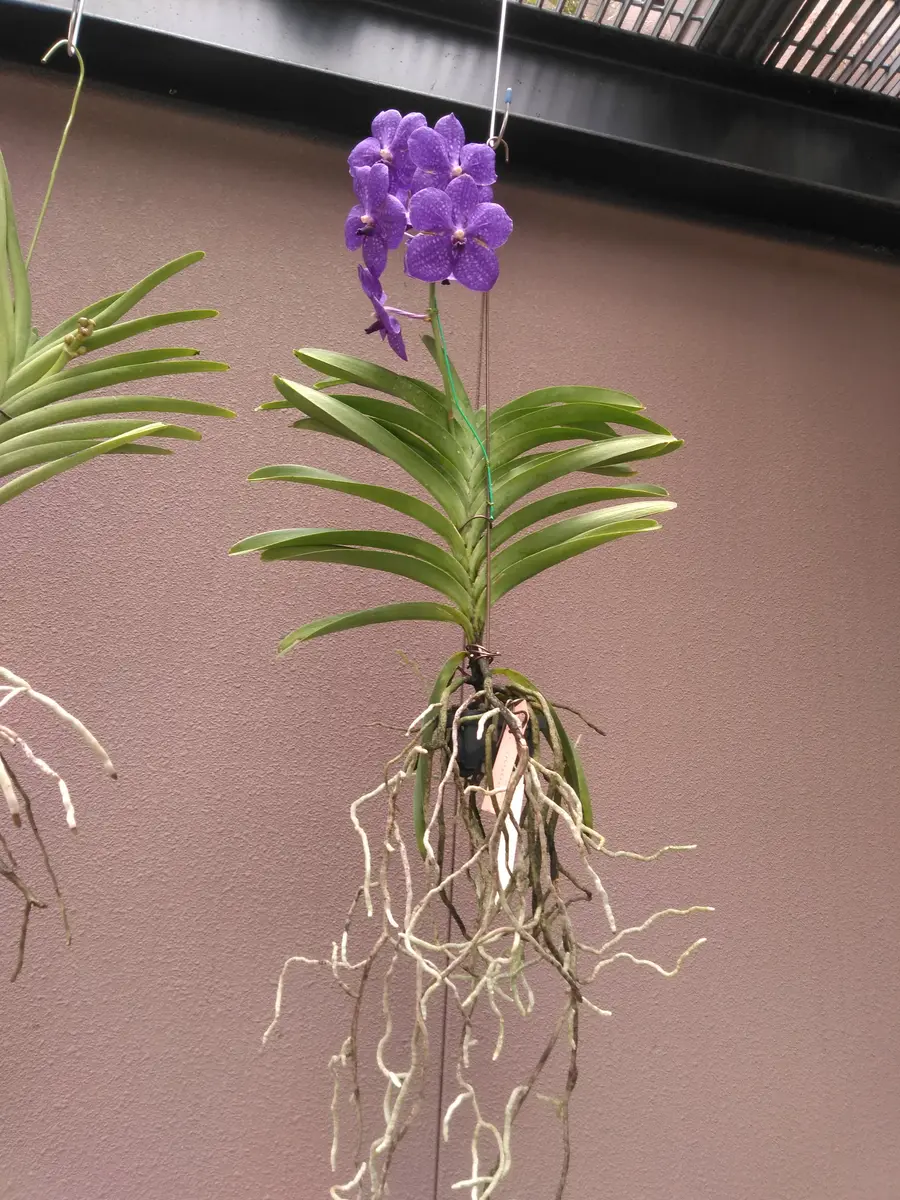 【特選】　洋蘭　バンダ　1種3株　パチャラデライト　ハンギング 特選】 洋蘭 バンダ 1種3株 パチャラデライト ハンギング 洋蘭 バンダ