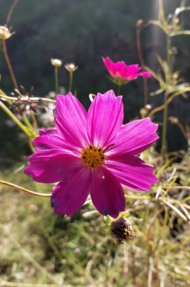 コスモス（cosmos）10月に咲く儚げな花 | ふぉとログらふぃ