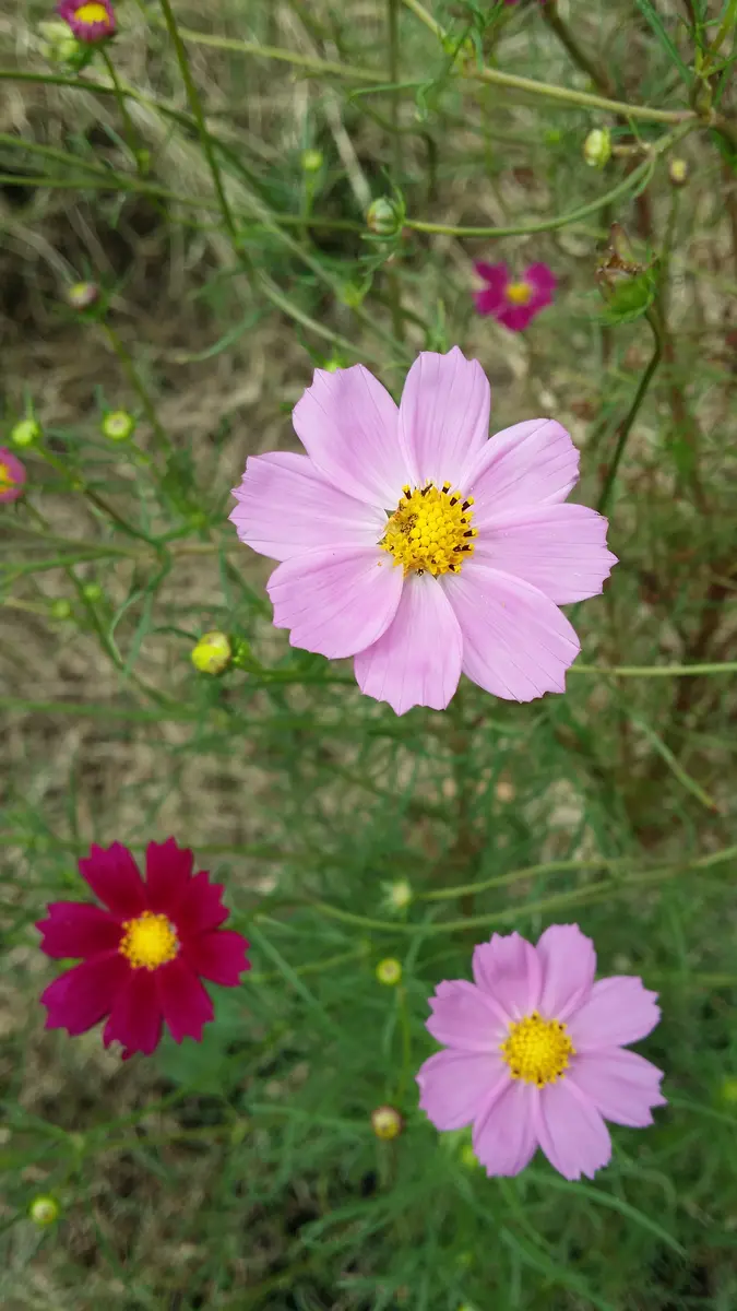 🌸コスモス、秋への思い😊💕｜そだレポ（栽培レポート