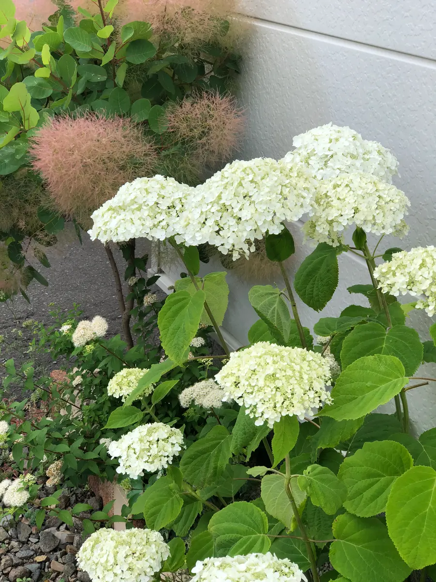 アナベル挿し木に再挑戦。｜そだレポ（栽培レポート）byみちょ