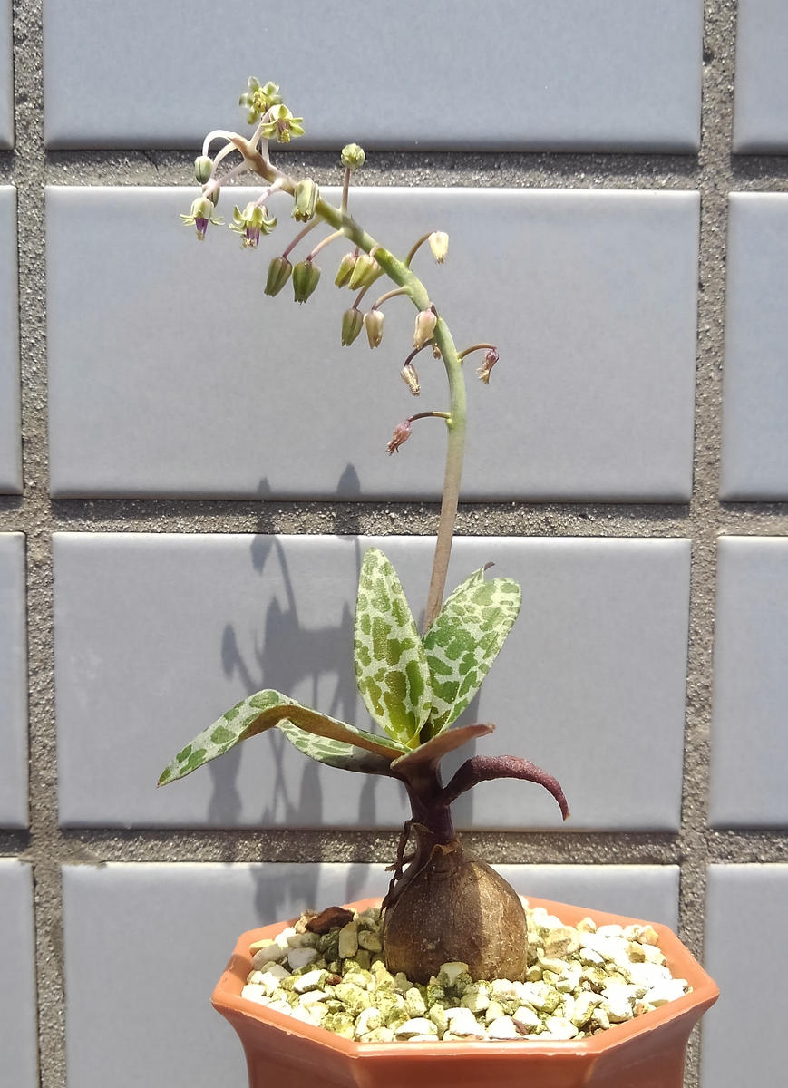 豹紋（ひょうもん） ポコポコふえる！｜その他の植物のそだレポ（栽培