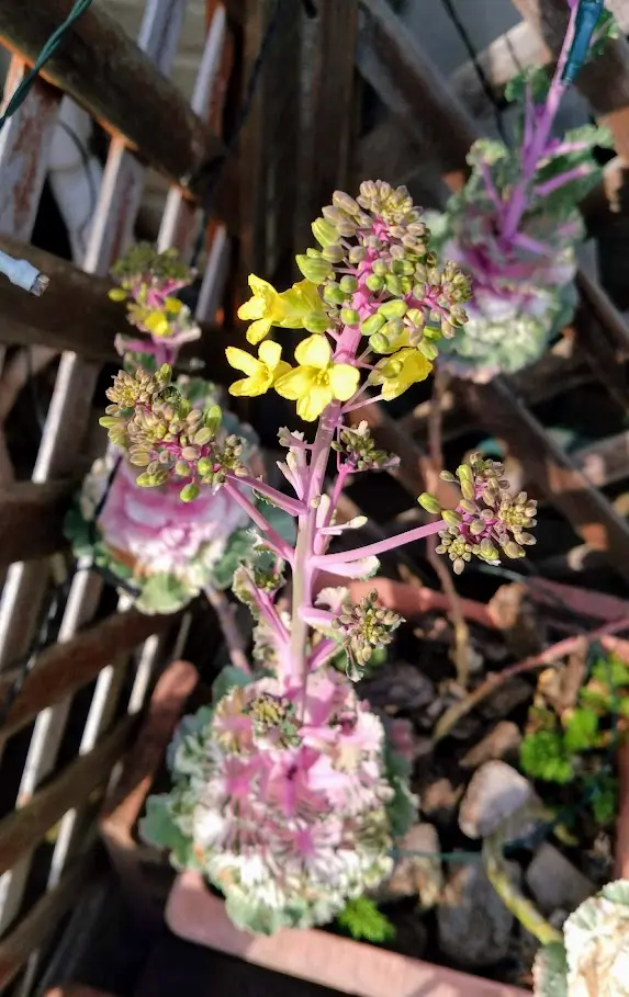 クレオパトラ｜そだレポ（栽培レポート）byみーば｜みんなの趣味の園芸