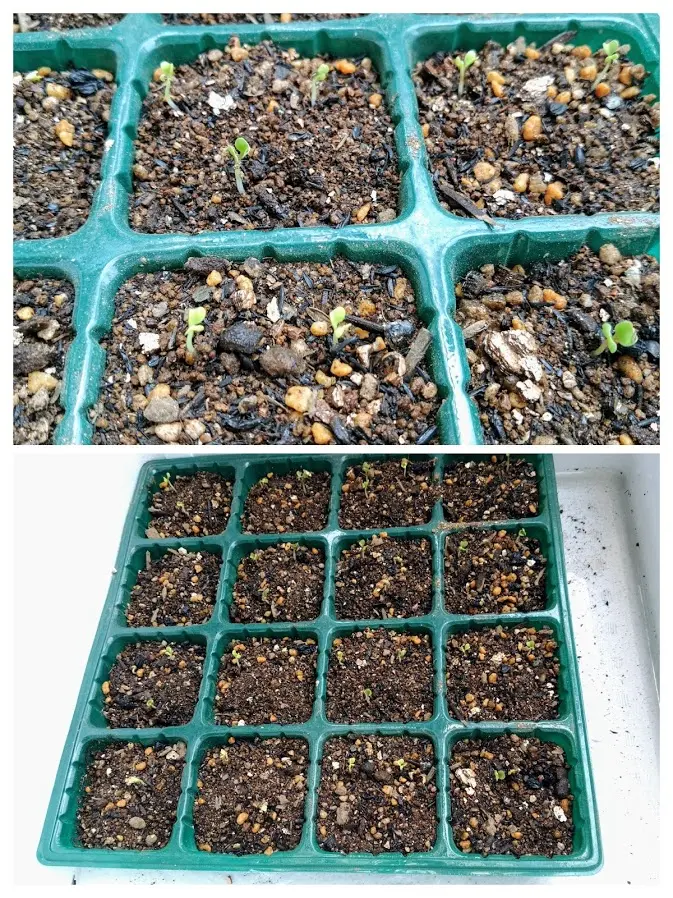 クレオパトラ｜そだレポ（栽培レポート）byみーば｜みんなの趣味の園芸