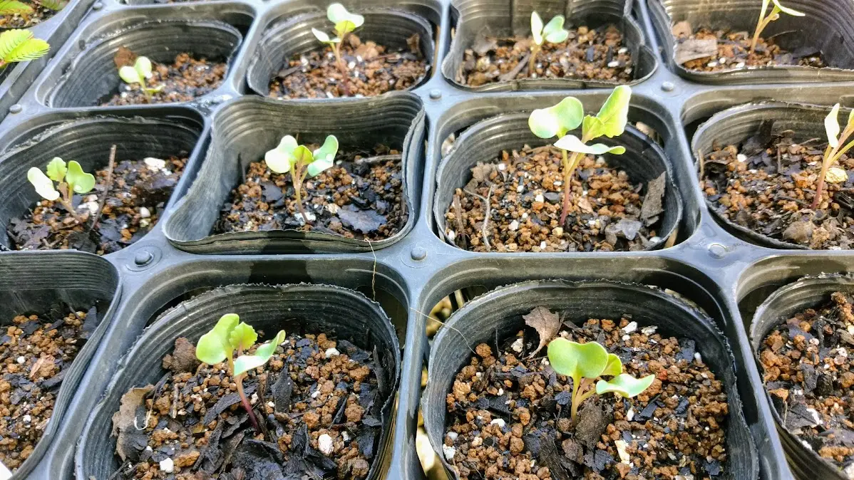 クレオパトラ｜そだレポ（栽培レポート）byみーば｜みんなの趣味の園芸