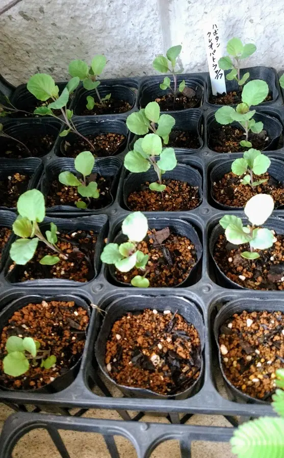 クレオパトラ｜そだレポ（栽培レポート）byみーば｜みんなの趣味の園芸