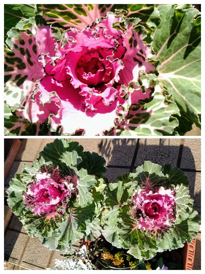 ヒ*ロ様 ❤️開花株❤️♈️ 707 ⭐️超レア⭐️ダーク【クレオパトラ】特に花 ヒ*ロ様 ❤️開花株❤️♈️ 707 ⭐️超レア⭐️ダーク【クレオパトラ】