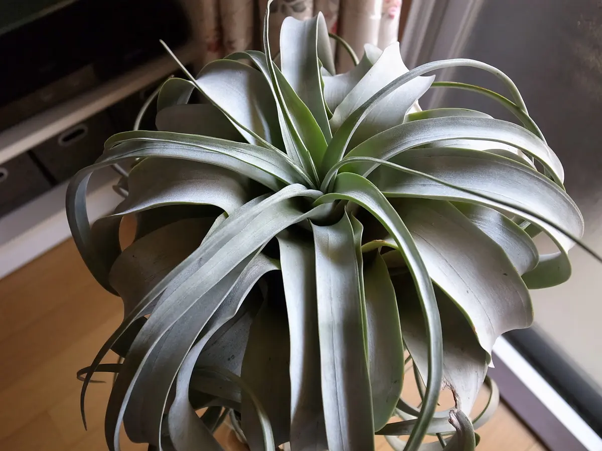 キセログラフィカ：①｜そだレポ（栽培レポート）byキゼ｜みんなの趣味