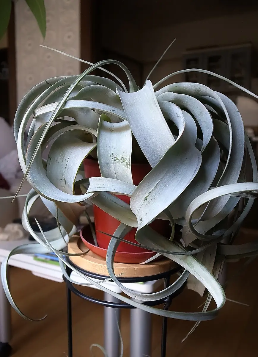 キセログラフィカ：①｜そだレポ（栽培レポート）byキゼ｜みんなの趣味