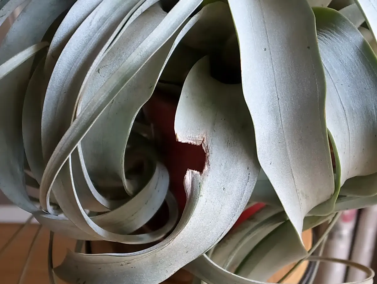 キセログラフィカ：①｜そだレポ（栽培レポート）byキゼ｜みんなの趣味