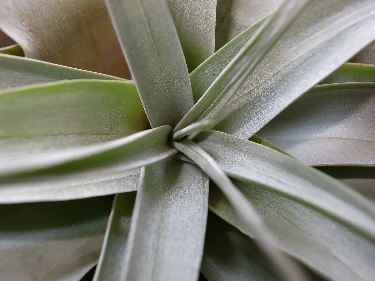 チランジア・キセログラフィカ15株まとめ チランジア：キセログラフィカ・レギュラーサイズ 3株セット の