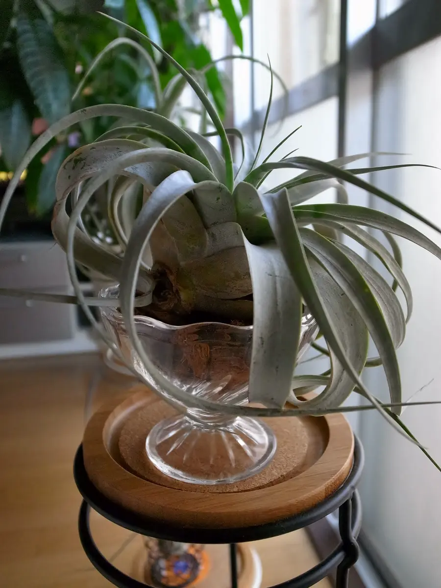 キセログラフィカ②｜そだレポ（栽培レポート）byキゼ｜みんなの趣味の園芸